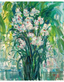 Phalaenopsis
