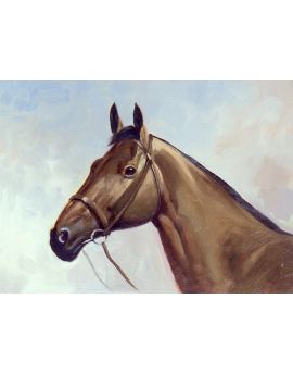 Side View Of Brown Horse Head