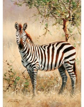 Zebra On Grassland