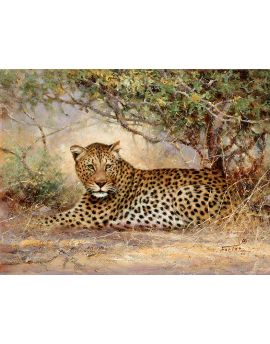 Lying Cheetah