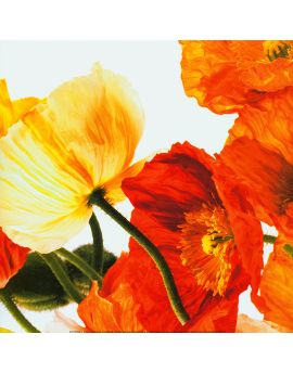 Red And Yellow Poppies