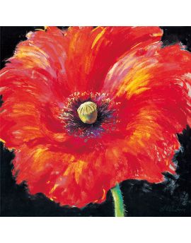 Red Poppy