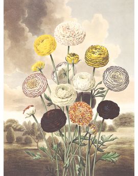 Various Chrysanthemums