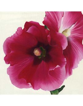 Rose Red Hollyhocks