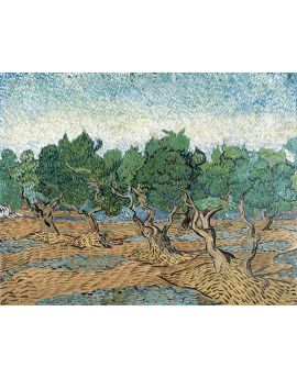 Olive Grove By Vincent Van Gogh
