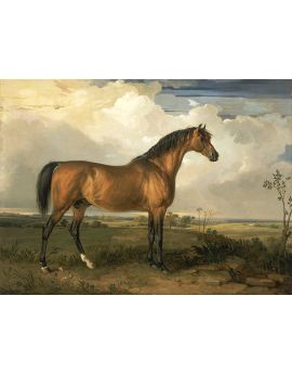 Eagle, A Celebrated Stallion By James Ward