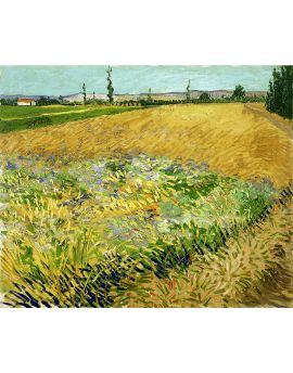 Wheatfield By Vincent Van Gogh