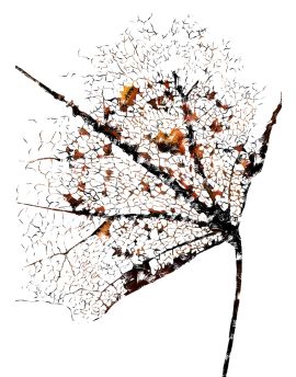 Leaves With Sunset By Lu Youlian