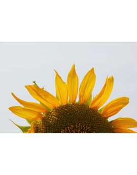 Mantis With Sunflower By Wang Peiguang