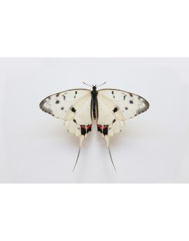 White Swallowtail Butterfly By Wang Peiguang