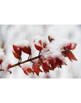 Red In Winter Days By Wang Peiguang