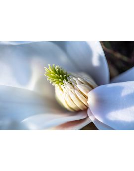 Flower Cores By Chen Ming