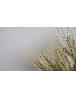 Ears Of Wheat By Huang Yiwei