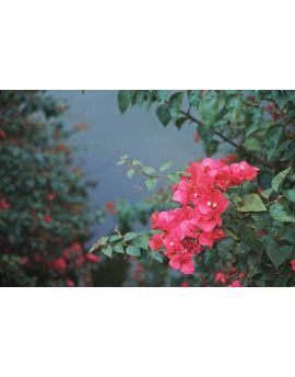 Red Bougainvillea Speetabilis By Huang Yiwei