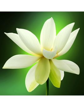 White Lotus By Lai Jingfu
