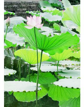 Summer Lotus Pond By Li Guanshou
