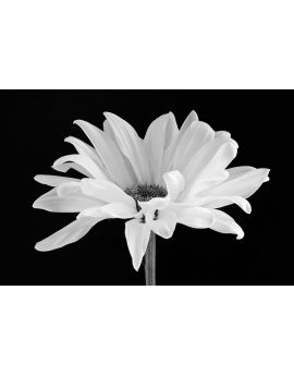 Lone Daisy