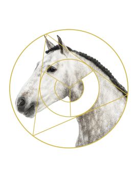 White Horse With Braid Mane