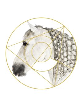 White Horse With Net Mane