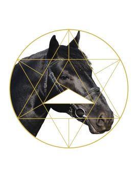 Black Horse Head