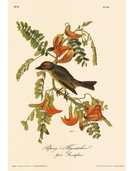 Grey Bird