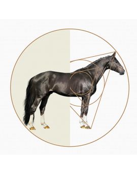 Black Horse