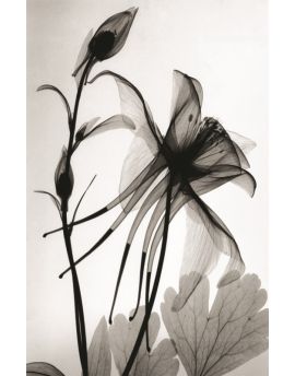 Columbine