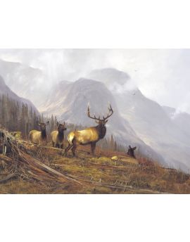 Wild Deer On Mountain