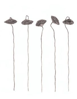 Straight Seedpods Of Lotus