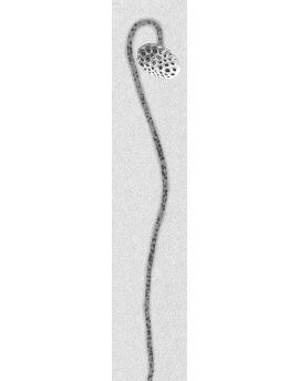 A Lotus Seedpod With Head Down