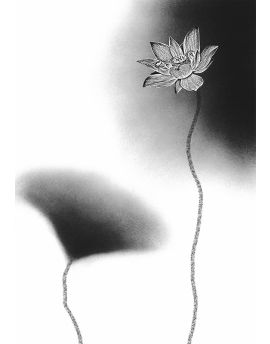 Blossom Lotus