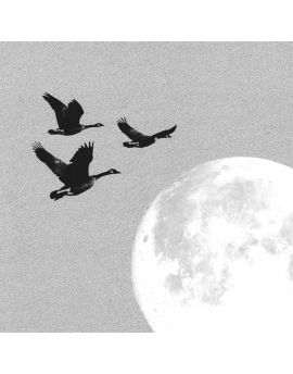Flying Wild Geese