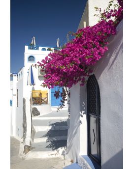 Bougainvillea Flowers On House Of Santorini Island