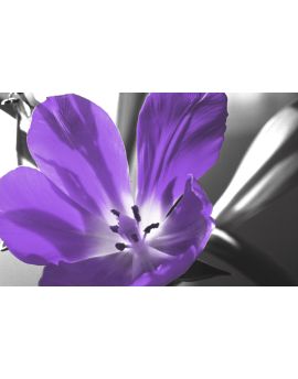 Callirhoe