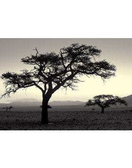 African Savanna At Sunrise