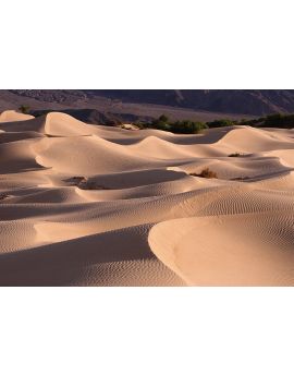 Barchan Dunes