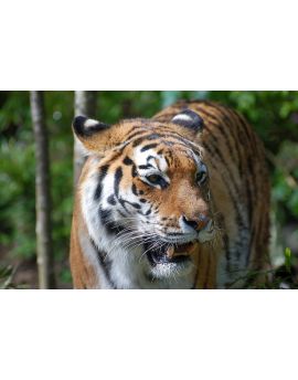 Tiger In Nature