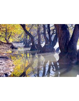 Autumn Reflection