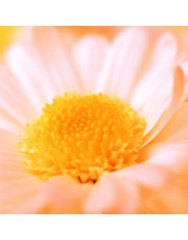 Flower With Yellow Center