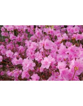 Pink Azaleas