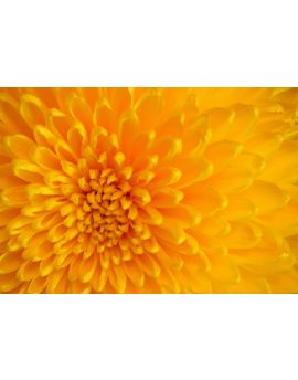Yellow Chrysanthemum Petals
