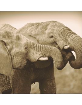Elephants Communication