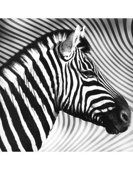 Zebra Head