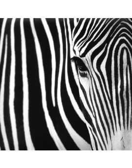 Zebra Eye