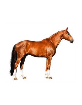Chestnut Horse