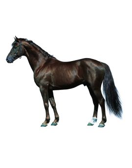Black Fine Horse
