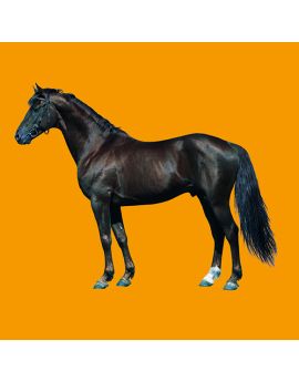 Black Horse Standing On Orange Background