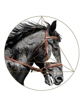 Head Of Black Horse On White Background