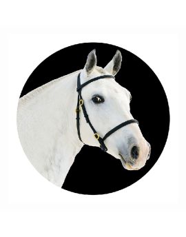 Head Of Pure White Race Horse