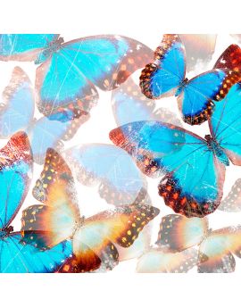 Beautiful Butterflies